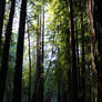 California Redwood Trees