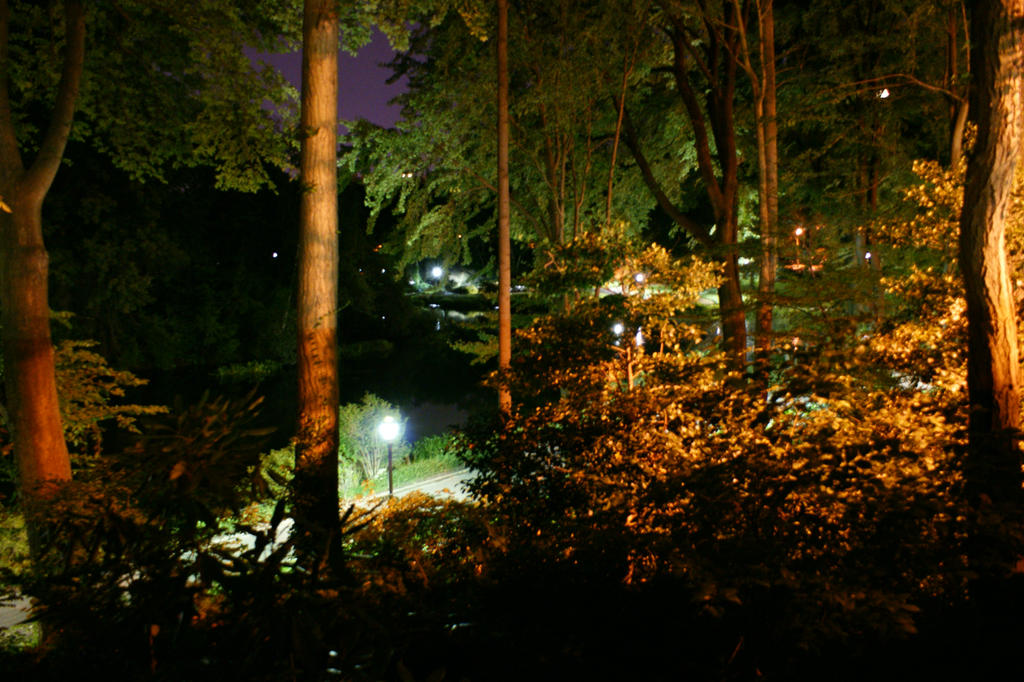 Central Park At Night 3