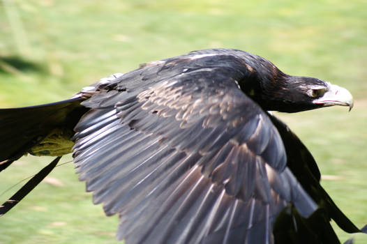 Wedge-tail In Flight