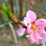 Apple-tree blossom