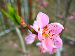 Apple-tree blossom by Randal01