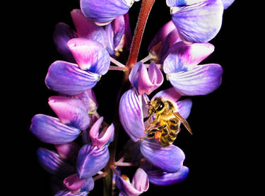 Bee on lupin