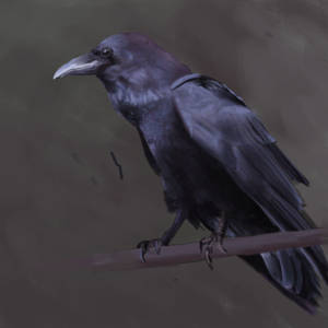 Raven Study