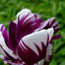 Marble Tulip