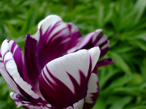 Marble Tulip