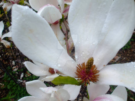 Magnolia, possibly