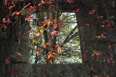 Autumn through the window