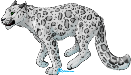 Snow leopard sketch