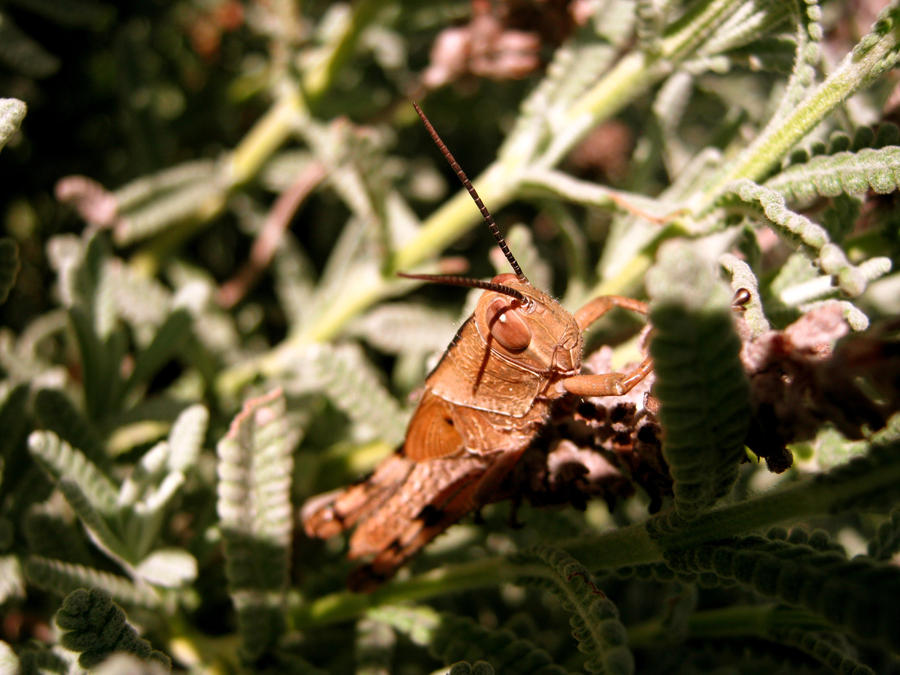 Seanpapi Insects Bugs 1 by CharliePie on DeviantArt