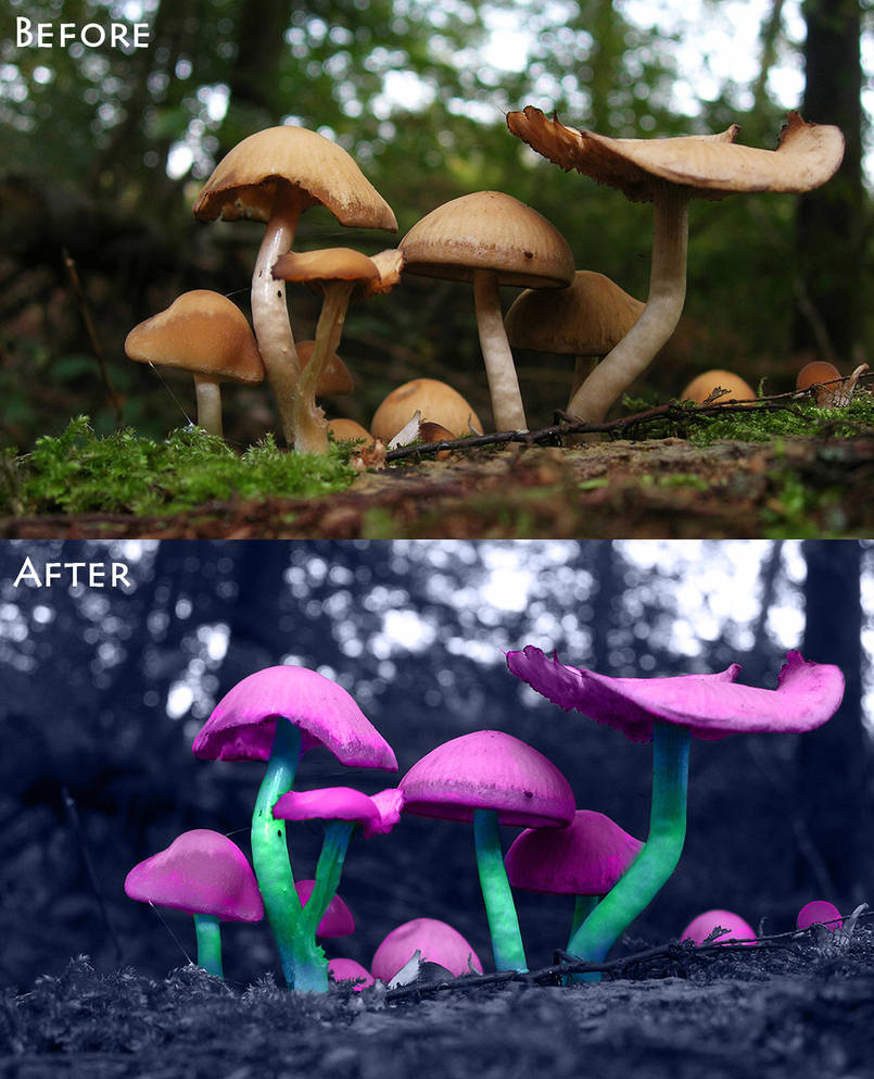Alice in Wonderland Mushrooms by supernenei on DeviantArt