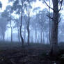 Mist forest stock