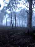 Mist forest stock by fallen-again-stock