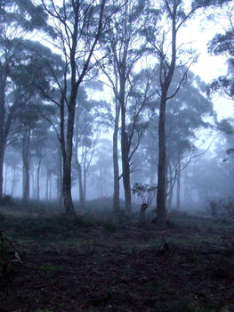 Mist forest stock 2