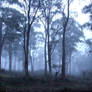 Mist forest stock 2