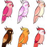 cockatiel adopts (lower price)