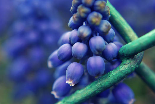 Grape hyacinth