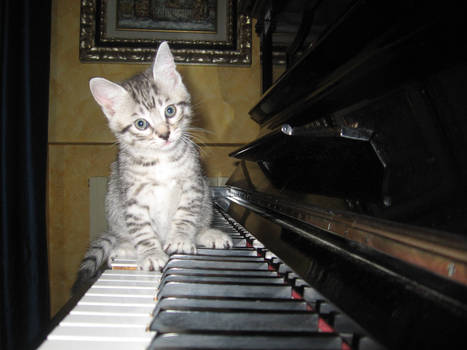 Cat play the piano