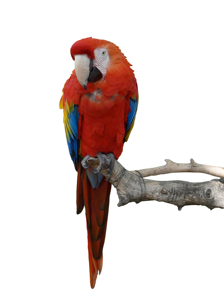 Parrot Stock PNG