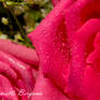 Rose Bouquet Macro