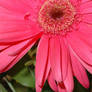 Pink Daisy