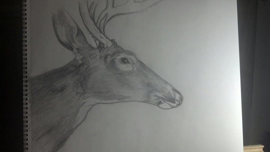 Deer Head