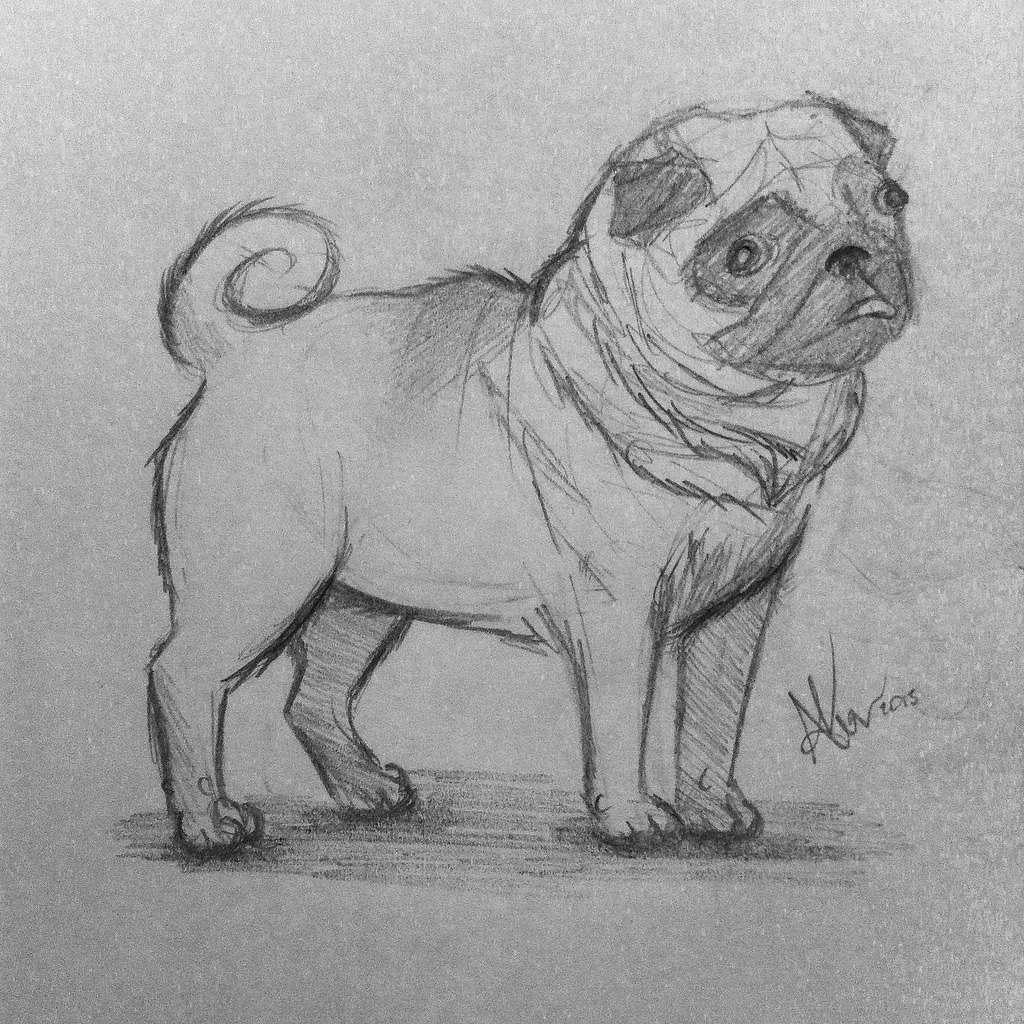 Pug