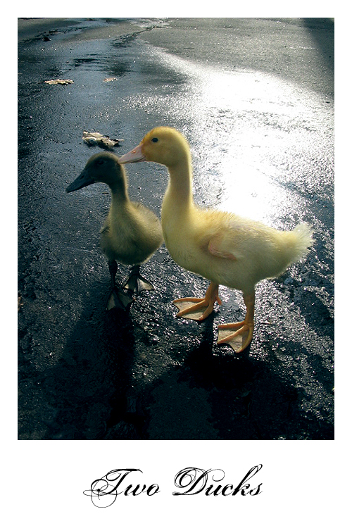 two ducks