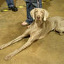 Weimaraner Stock