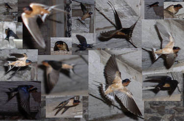 Barn Swallow Stock