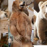 Taxidermy Bear Stock