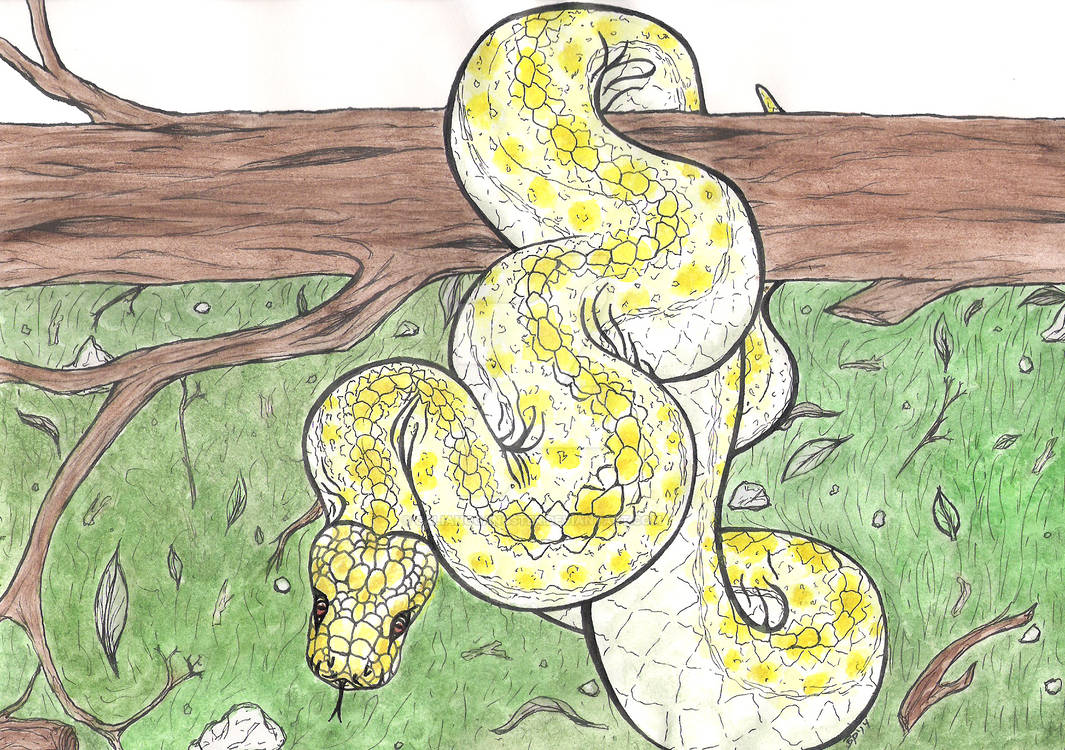 Banana Python by galianogangster on DeviantArt