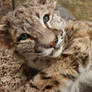 Bobcat Kitten SOLD