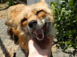 Such A Happy Fox