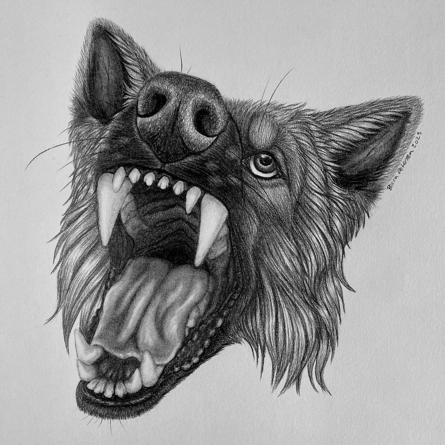 Wolves Graphite Drawing Snarly Wolf in Graphite by galianogangster on DeviantArt