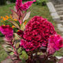 Red-pink flower