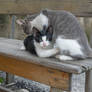 Cat mother feeding and cleaning her little one