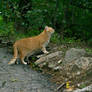 Yellow cat in Aliosha, Plovdiv