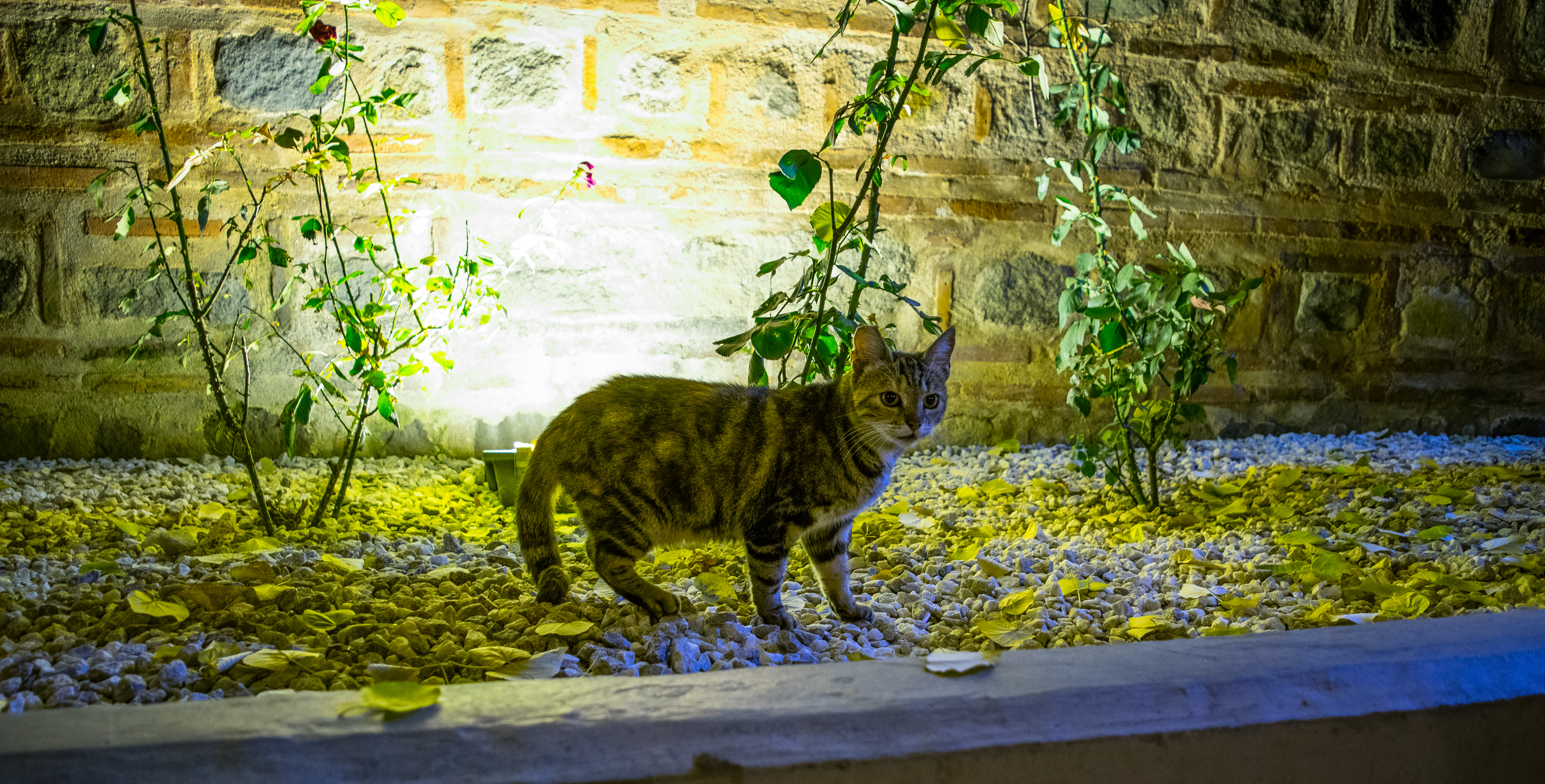 Night cat in Plovdiv