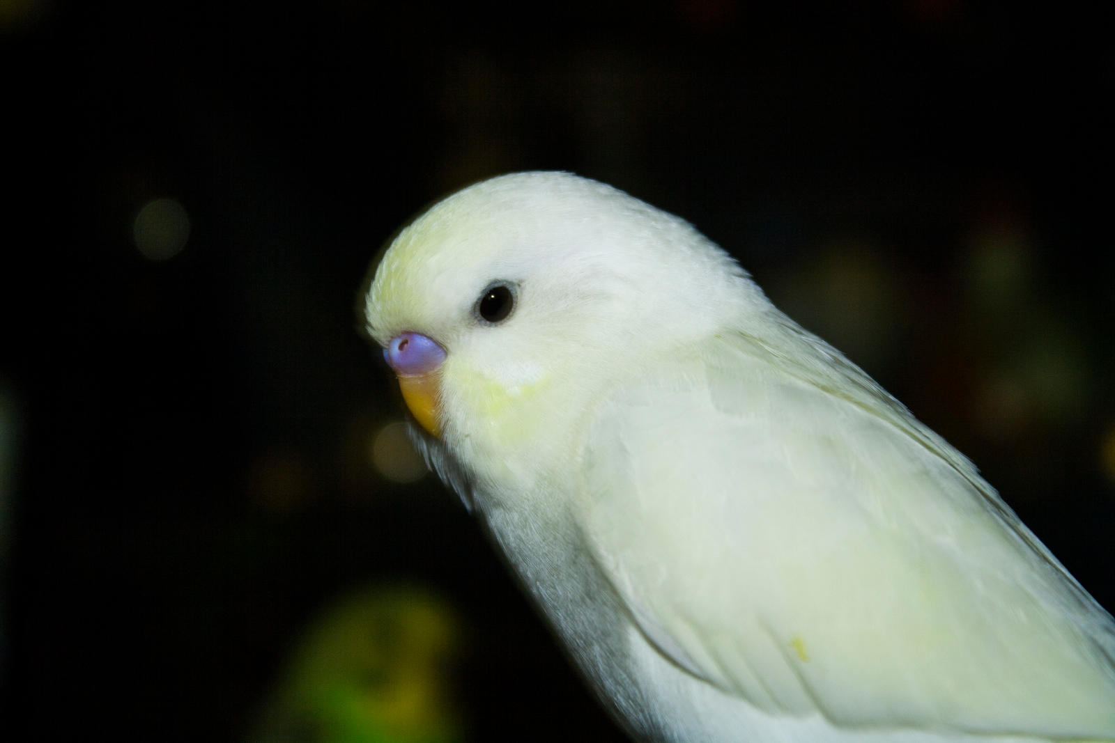 glowing love bird pastel