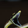 Brown Vine Snake 2