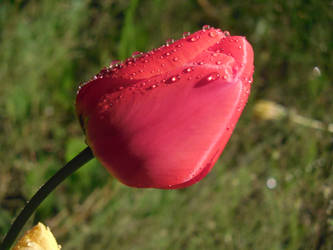 Tulip after the rain