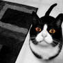 Tux: The talkative cat