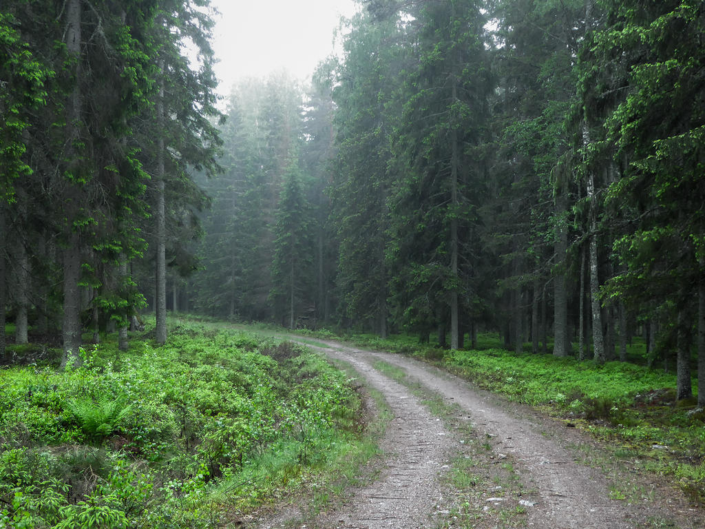 Rainy Forest #3