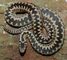 Vipera berus