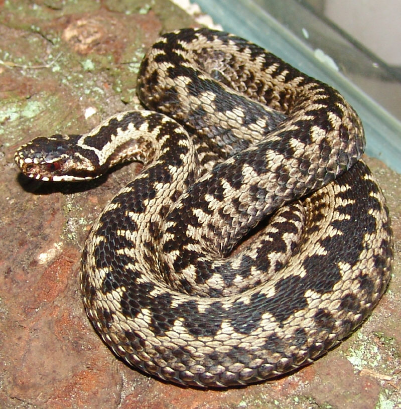 Adder or Hugorm by Gorgosaurus on DeviantArt