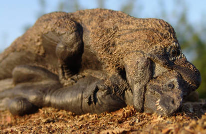 T.rex chicks squabbling