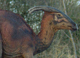 Parasaurolophus walkeri