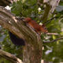 Squirrel in a tree