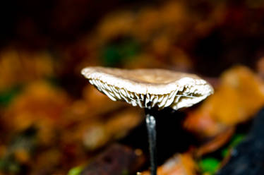 Mystery mushroom