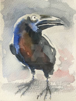 Raven sketch